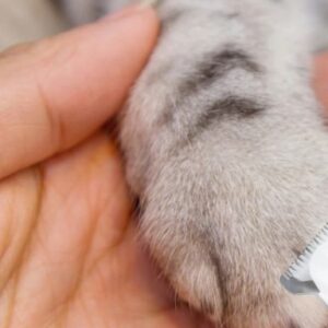Waterproof Dog Paw Trimmer with LED Light & Display | Rechargeable Pet Hair Clippers with Widened Blade
